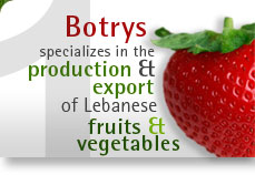 Botrys specializes in the production & export of Lebanese fruits & vegetables